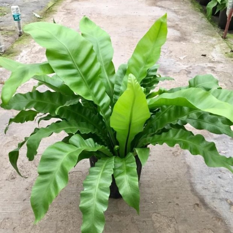 鸟巢蕨室内四季常青蕨类植物富贵蕨喜阴好养耐寒盆栽