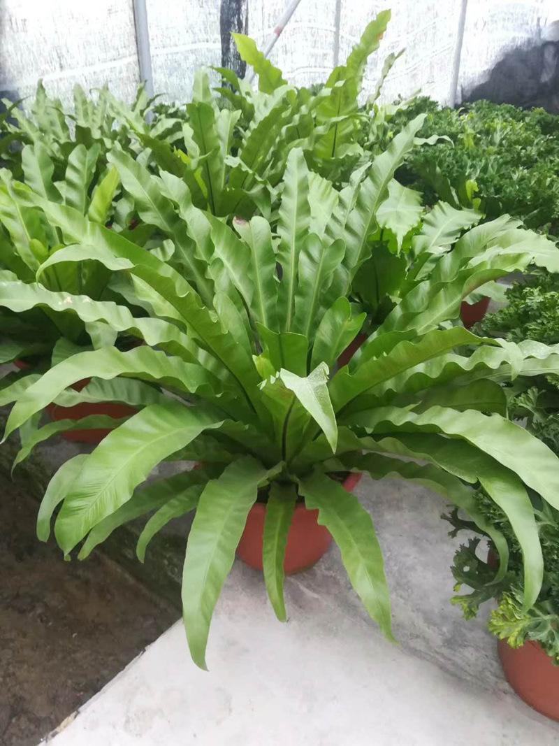 鸟巢蕨室内四季常青蕨类植物富贵蕨喜阴好养耐寒盆栽