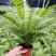 富贵蕨盆栽大型观叶类室内办公植物吸甲醛净化空气北欧风四季