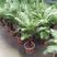 富贵蕨盆栽大型观叶类室内办公植物吸甲醛净化空气北欧风四季