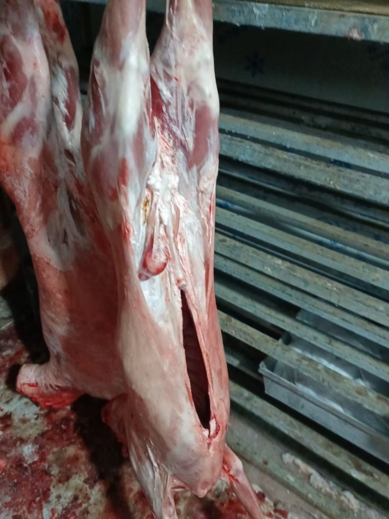 宁夏绵羊羊排，烧烤，清炖红烧，美味佳肴，膻味少肉质好