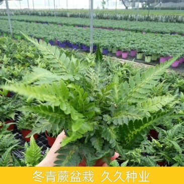 冬青蕨盆栽室内客厅阳台植物狼尾蕨吸甲醛净化空气四季常青