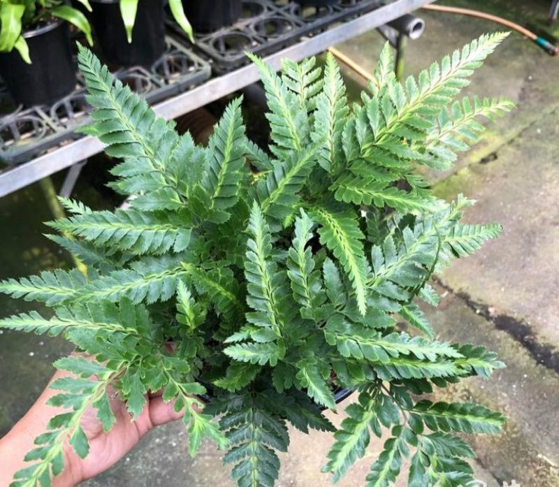 冬青蕨盆栽室内客厅阳台植物狼尾蕨吸甲醛净化空气四季常青