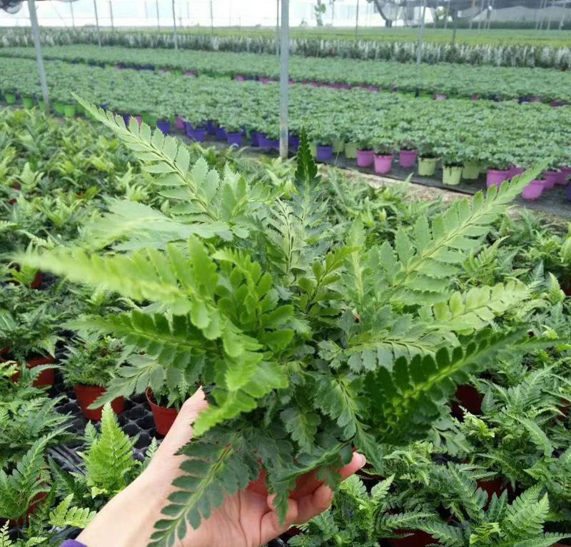 冬青蕨盆栽室内客厅阳台植物狼尾蕨吸甲醛净化空气四季常青