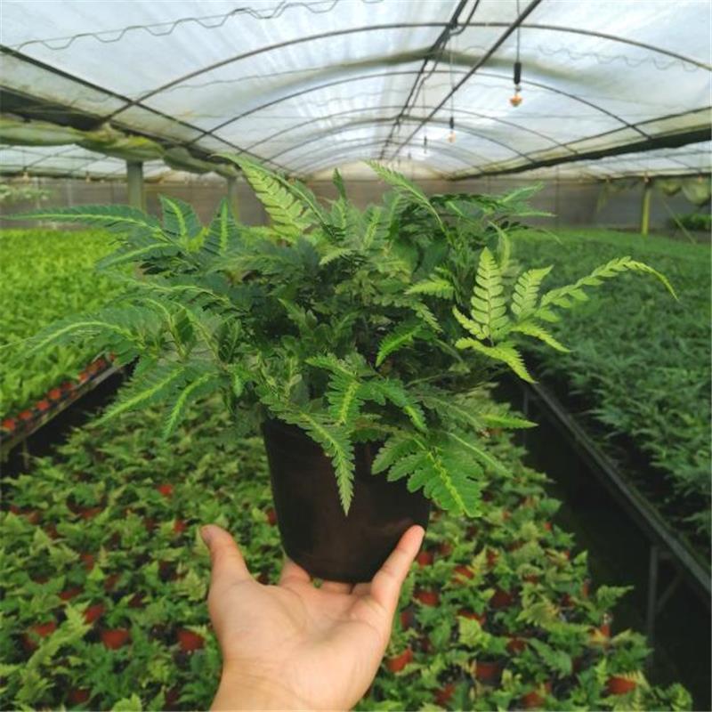 冬青蕨盆栽室内客厅阳台植物狼尾蕨吸甲醛净化空气四季常青