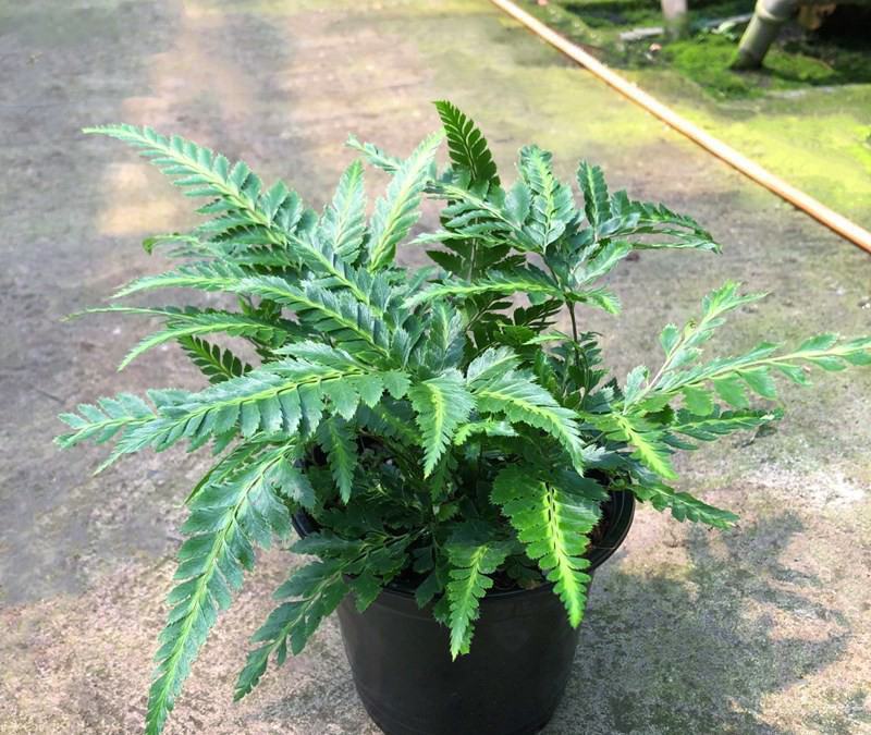 冬青蕨盆栽室内客厅阳台植物狼尾蕨吸甲醛净化空气四季常青