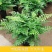 吉姆蕨植物盆栽四季常青室内净化空气耐寒澳洲进口