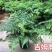 吉姆蕨植物盆栽四季常青室内净化空气耐寒澳洲进口