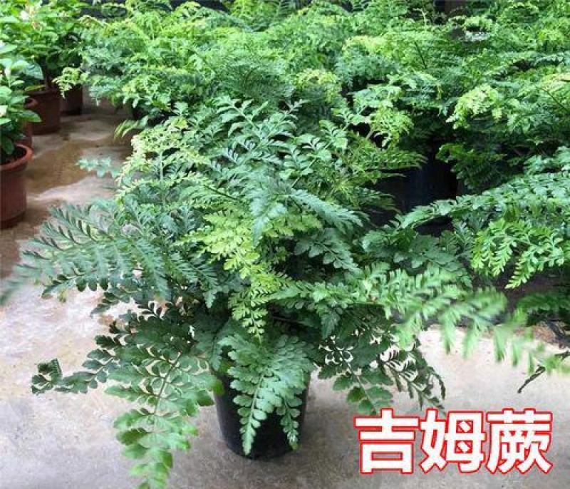 吉姆蕨植物盆栽四季常青室内净化空气耐寒澳洲进口