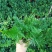 吉姆蕨植物盆栽四季常青室内净化空气耐寒澳洲进口
