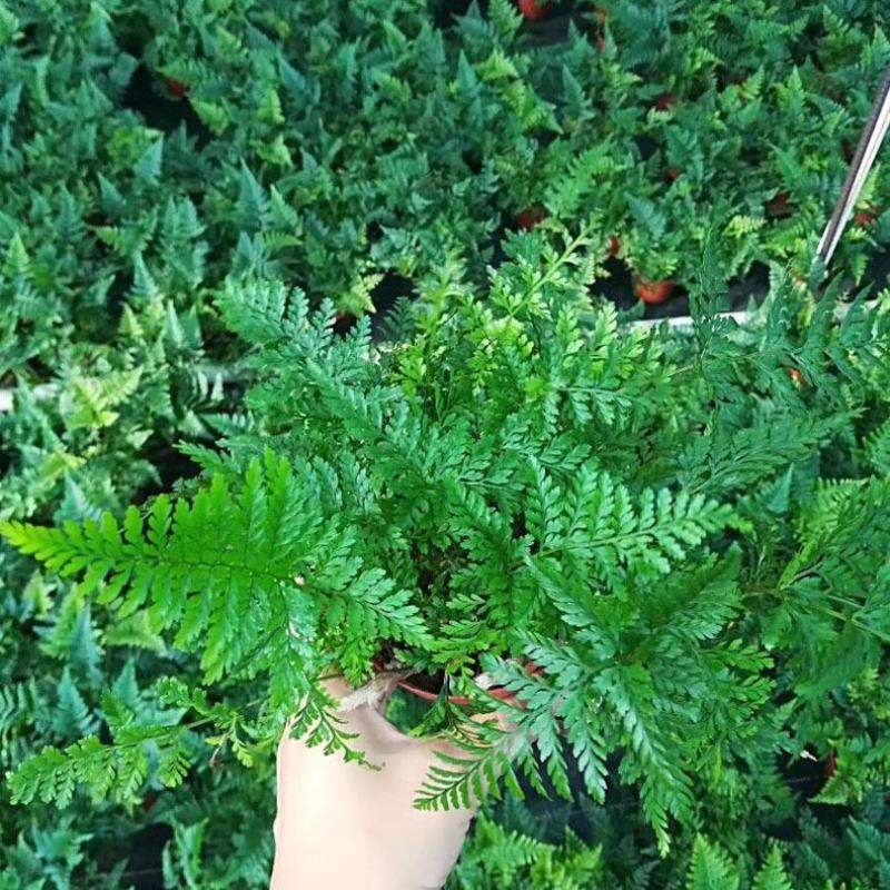 吉姆蕨植物盆栽四季常青室内净化空气耐寒澳洲进口