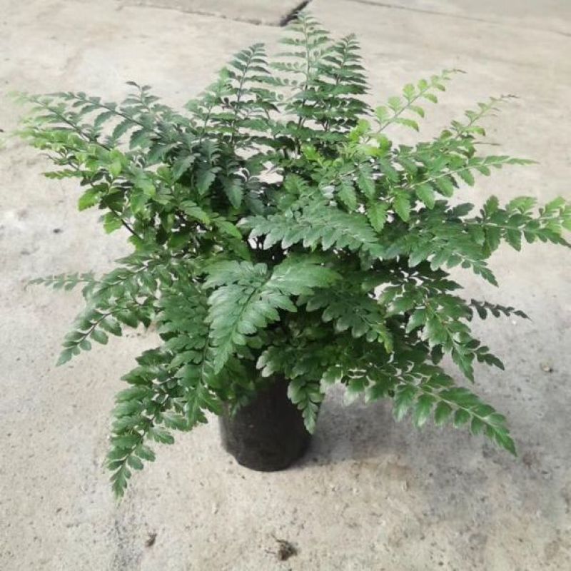 吉姆蕨植物盆栽四季常青室内净化空气耐寒澳洲进口
