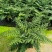 吉姆蕨植物盆栽四季常青室内净化空气耐寒澳洲进口