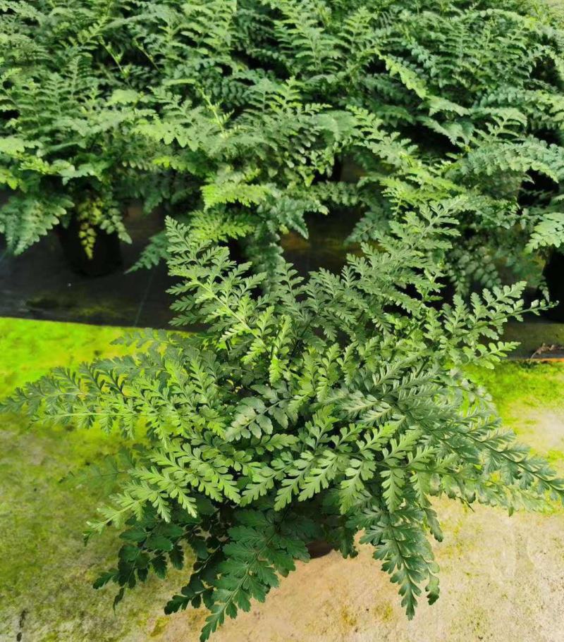 吉姆蕨植物盆栽四季常青室内净化空气耐寒澳洲进口
