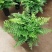 吉姆蕨植物盆栽四季常青室内净化空气耐寒澳洲进口