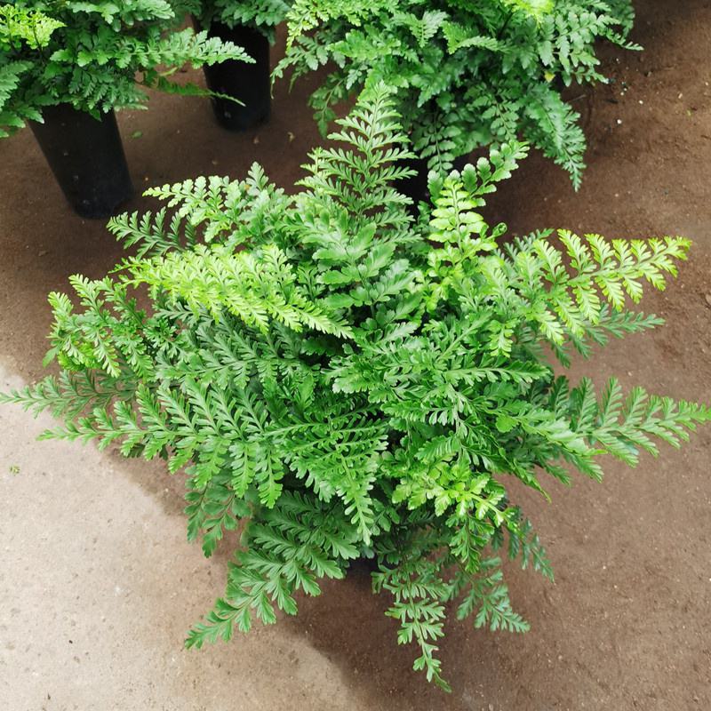 吉姆蕨植物盆栽四季常青室内净化空气耐寒澳洲进口