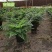 吉姆蕨植物盆栽四季常青室内净化空气耐寒澳洲进口
