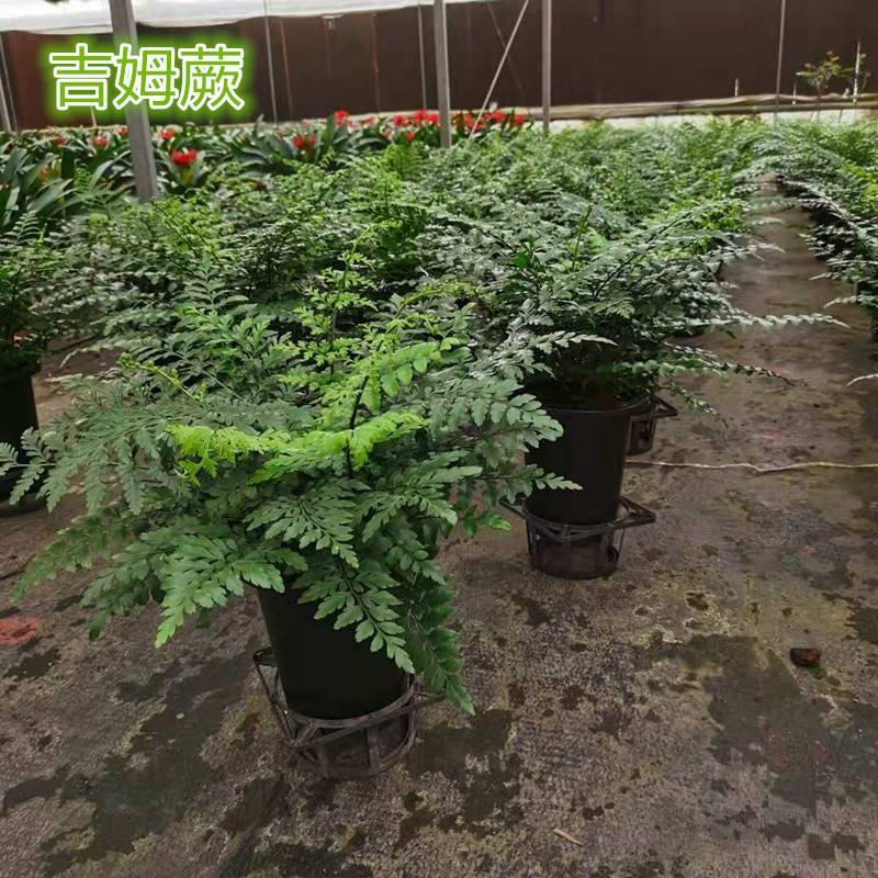 吉姆蕨植物盆栽四季常青室内净化空气耐寒澳洲进口