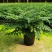 吉姆蕨植物盆栽四季常青室内净化空气耐寒澳洲进口