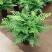 吉姆蕨植物盆栽四季常青室内净化空气耐寒澳洲进口
