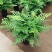 吉姆蕨植物盆栽四季常青室内净化空气耐寒澳洲进口