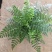 吉姆蕨植物盆栽四季常青室内净化空气耐寒澳洲进口