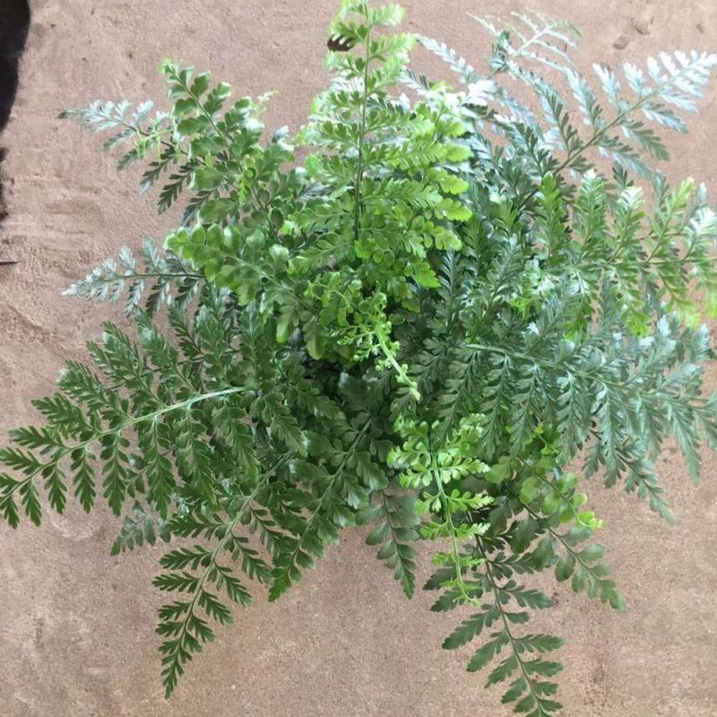 吉姆蕨植物盆栽四季常青室内净化空气耐寒澳洲进口