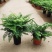 吉姆蕨植物盆栽四季常青室内净化空气耐寒澳洲进口