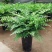 吉姆蕨植物盆栽四季常青室内净化空气耐寒澳洲进口
