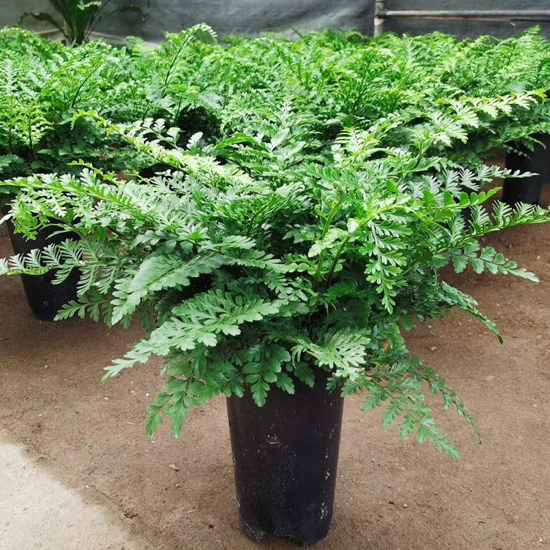 吉姆蕨植物盆栽四季常青室内净化空气耐寒澳洲进口