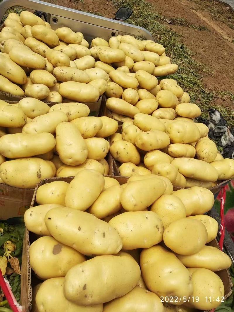 山东黄心土豆，价格实惠3两以上，全国发货质量保证