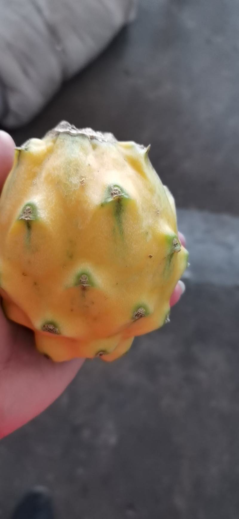 海南燕窝果