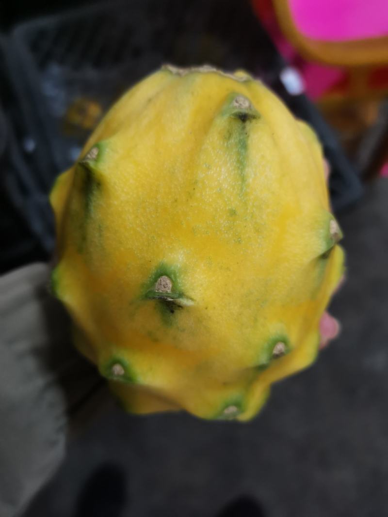 海南燕窝果