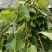 千金藤鲜货现采现卖品质保证来自大山的野生药材
