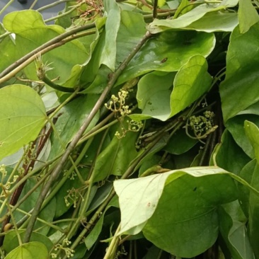 千金藤鲜货现采现卖品质保证来自大山的野生药材