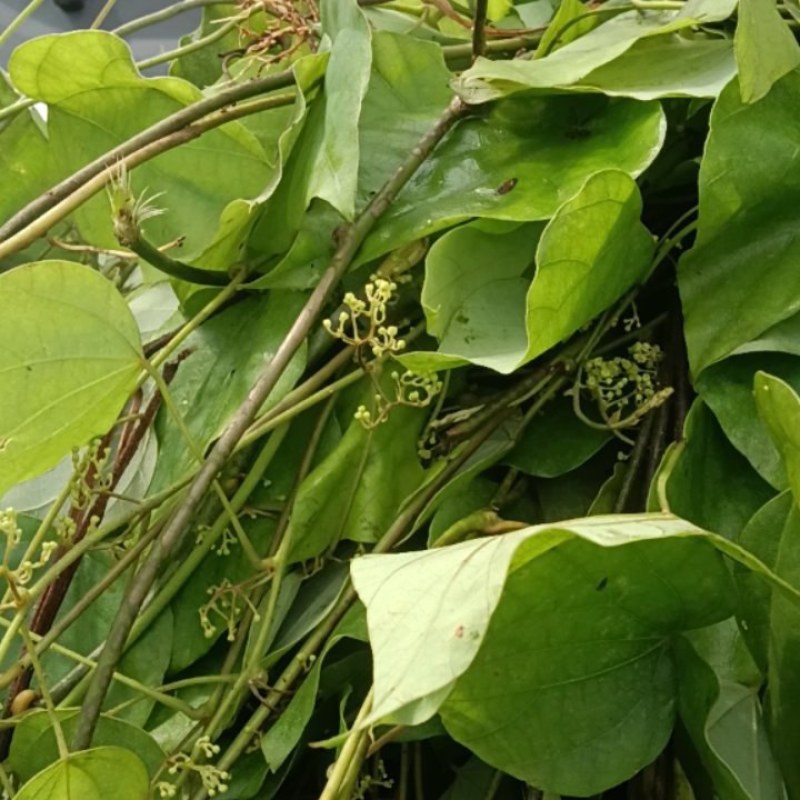 千金藤鲜货现采现卖品质保证来自大山的野生药材