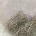 千金藤鲜货现采现卖品质保证来自大山的野生药材