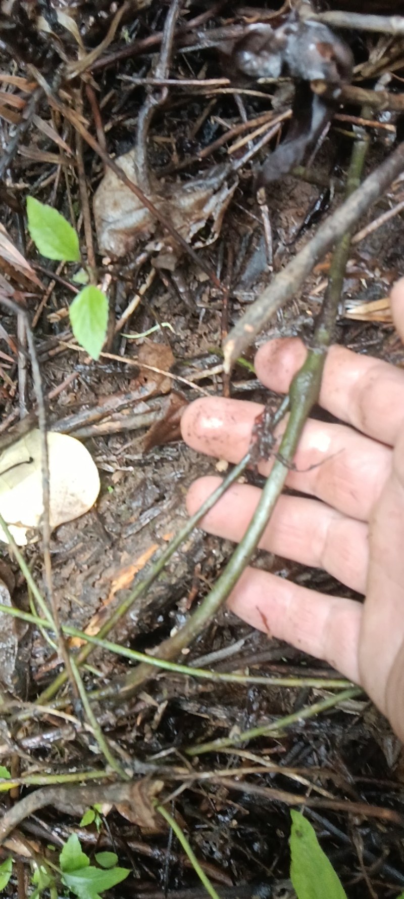 千金藤鲜货现采现卖品质保证来自大山的野生药材