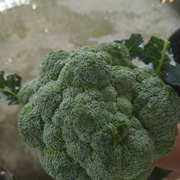【牛商商家】西兰花炎秀西兰花产地发货欢迎选购