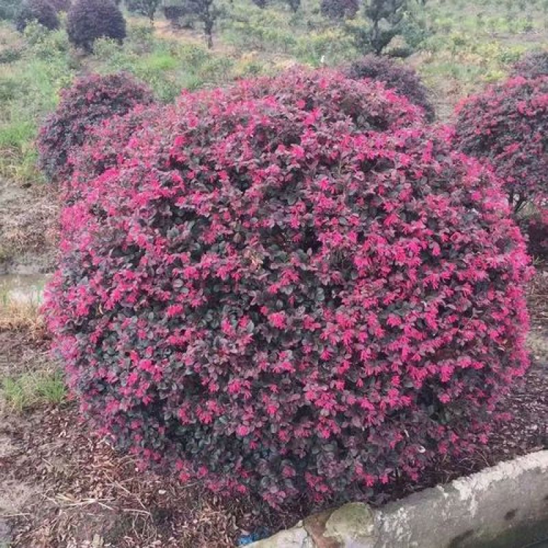 冠幅90厘米红继木球