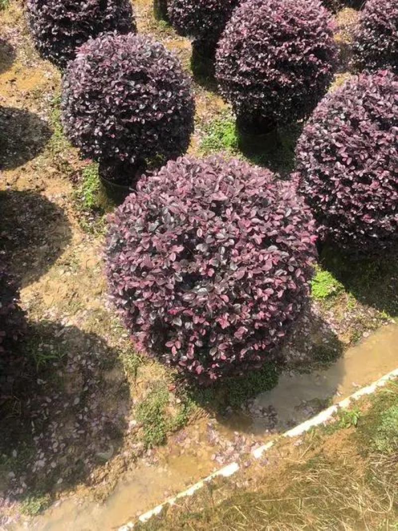 冠幅90厘米红继木球
