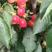 美早樱桃基地，布鲁克斯樱桃价格，沙蜜脱樱温室大棚樱桃产地