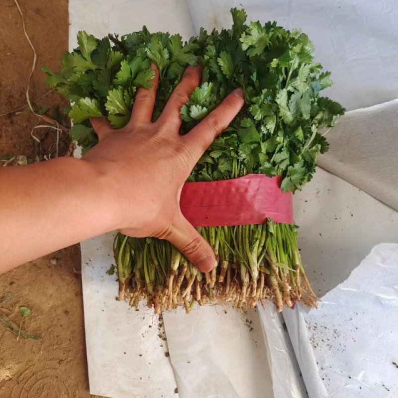 香菜精品大叶香菜产地直发大量上市价格便宜