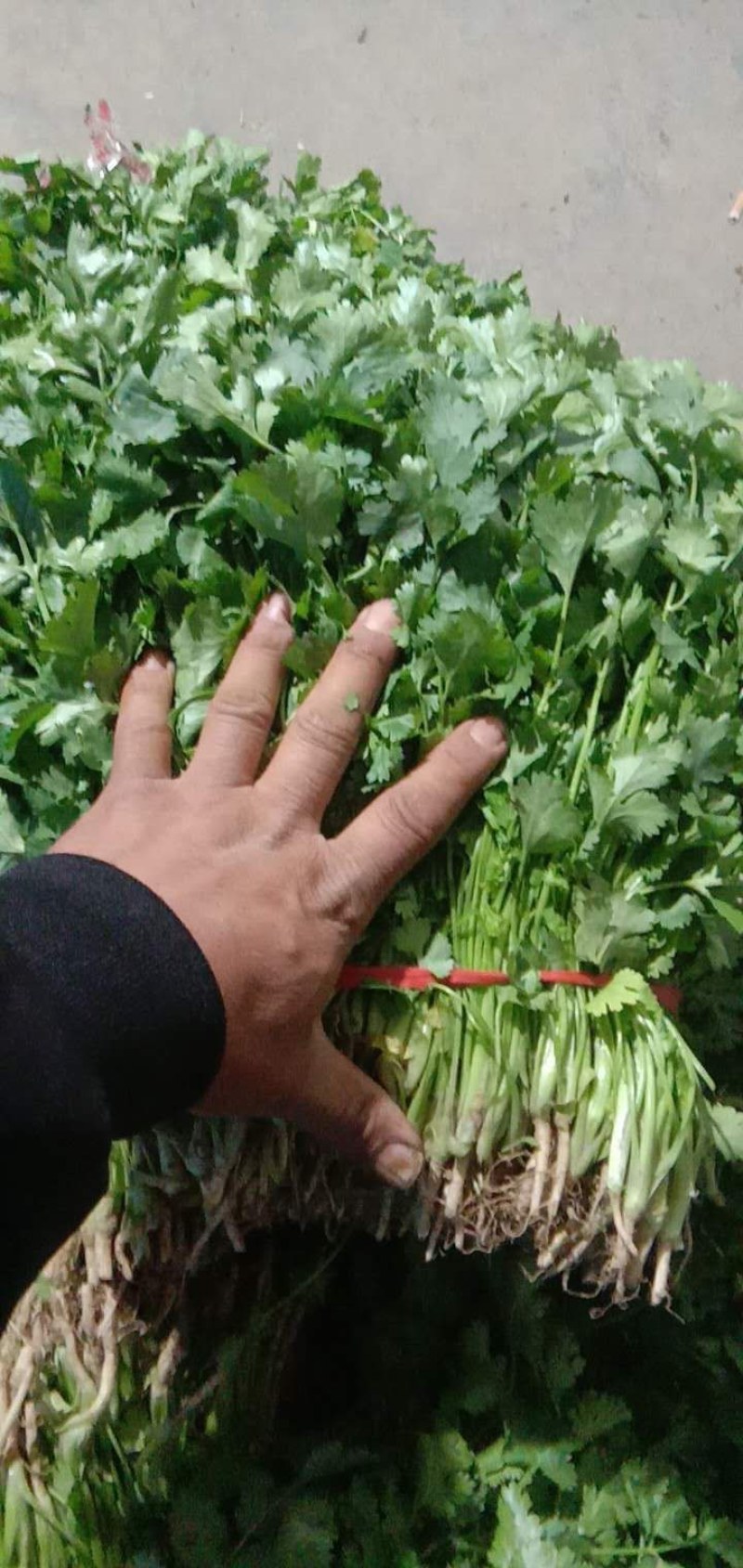 香菜精品大叶香菜产地直发大量上市价格便宜