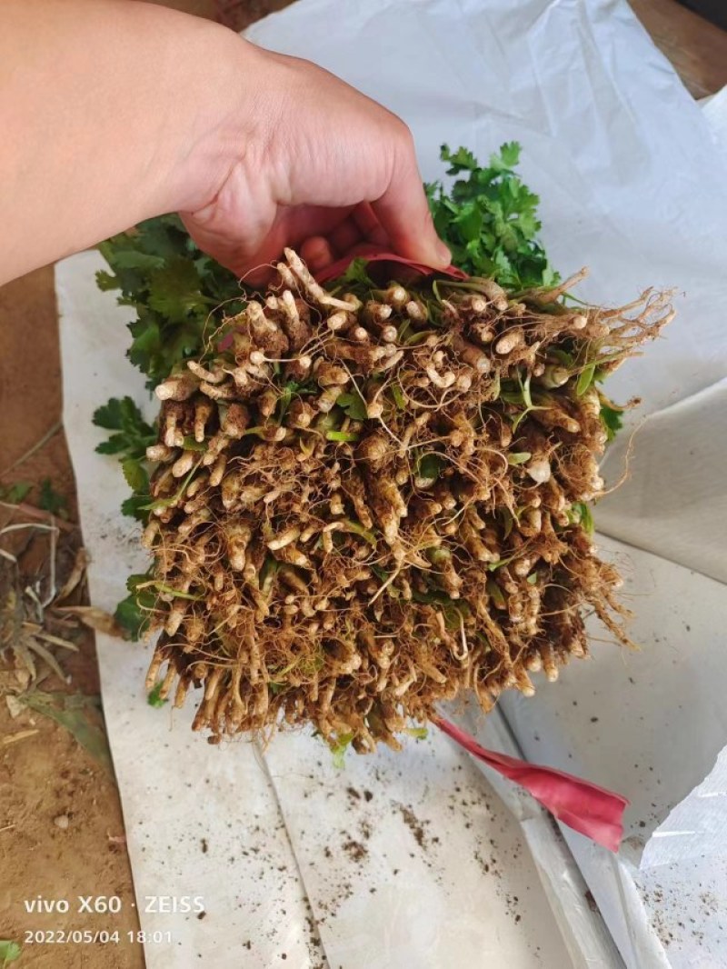 香菜精品大叶香菜产地直发大量上市价格便宜