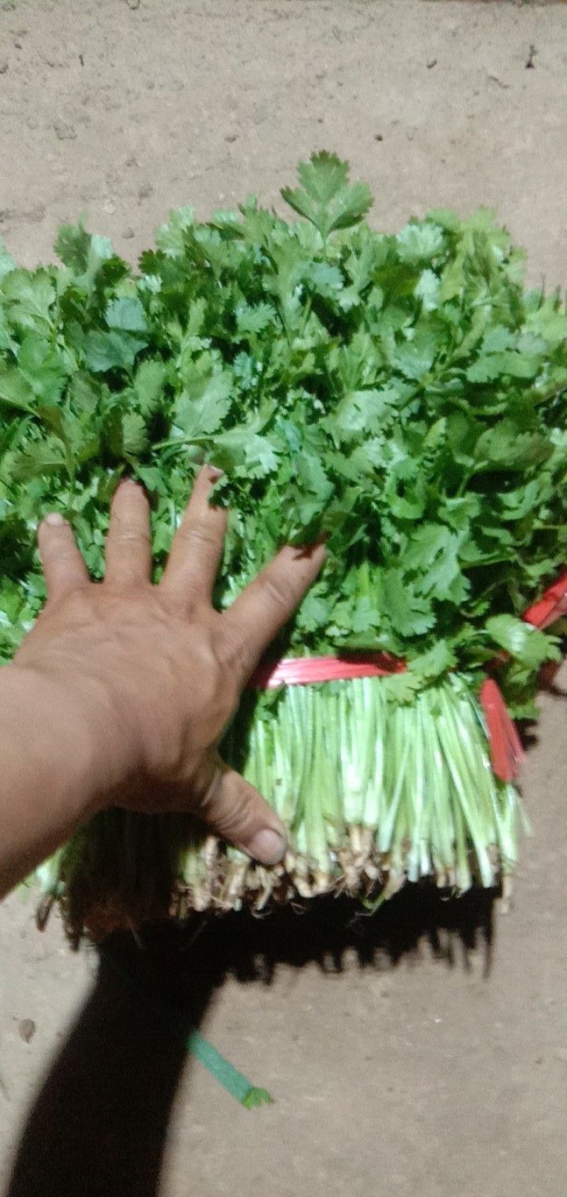 香菜精品大叶香菜产地直发大量上市价格便宜