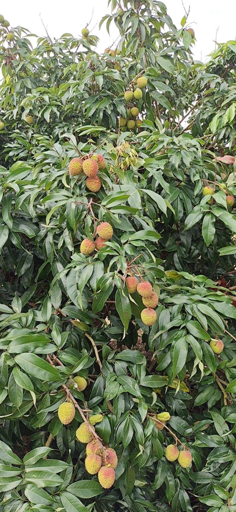 茂名电白产地大量荔枝货源直供