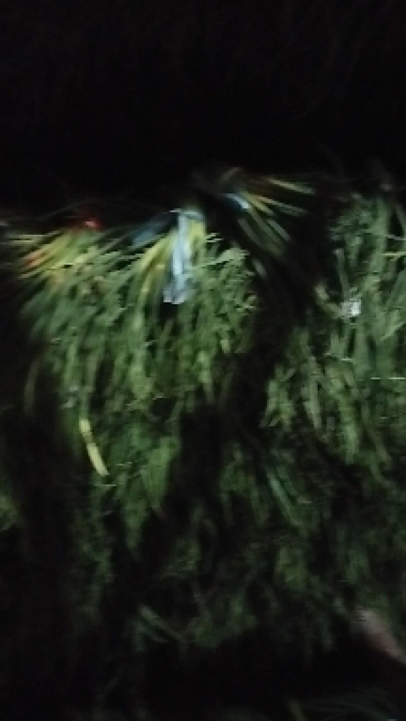 杂交红帽蒜苔