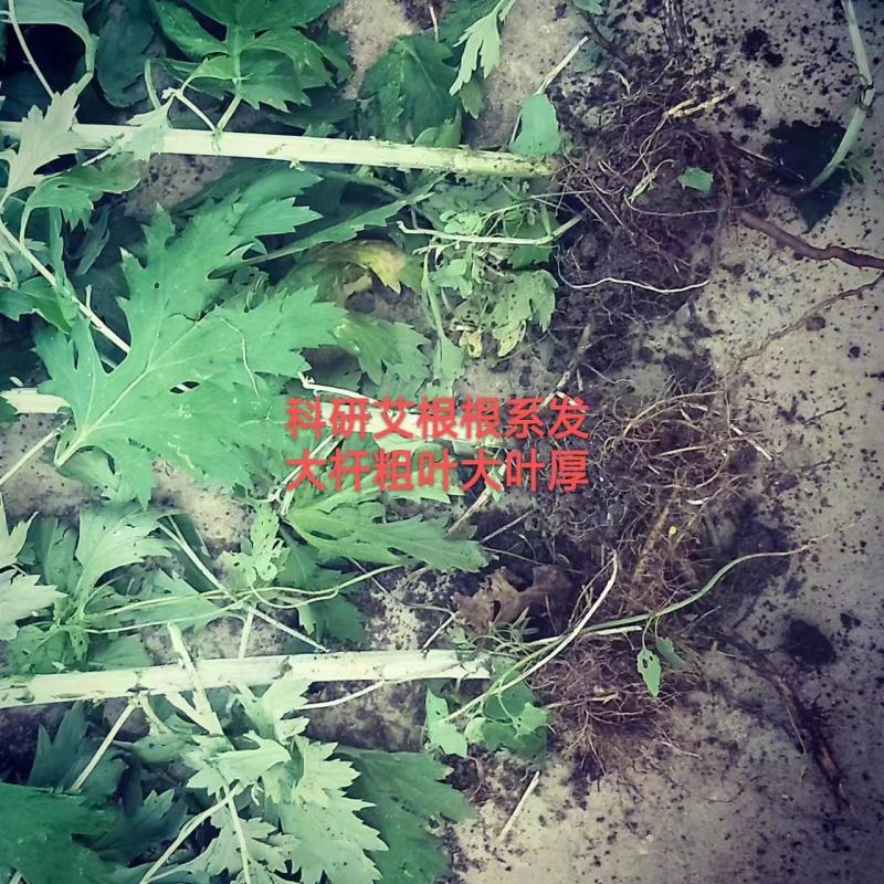 药用艾叶苗盆栽艾草苗食用艾叶草种子种植新鲜蕲艾苗孑艾草