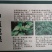 药用艾叶苗盆栽艾草苗食用艾叶草种子种植新鲜蕲艾苗孑艾草